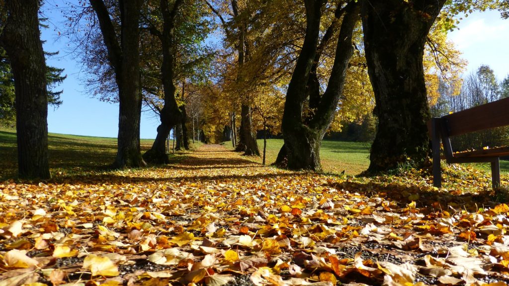 fall leaves