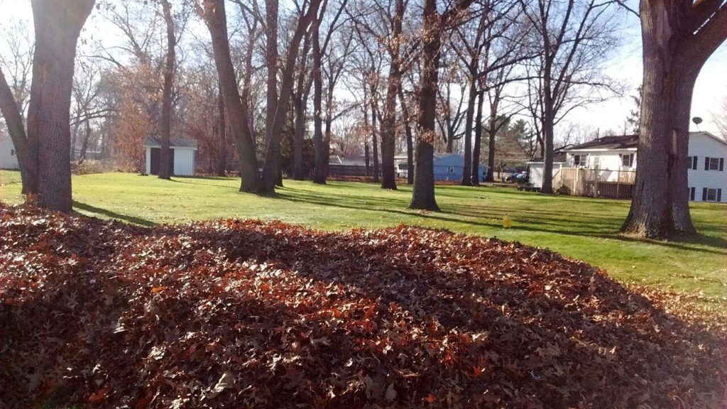 a pile of fallen leaves